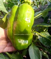 Fôret pepper i august for utmerket innhøsting.