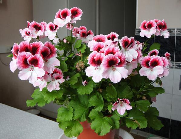 kongelig geranium