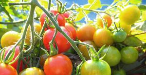 Rive, eller la tomatene på busken? vi løse dilemmaet