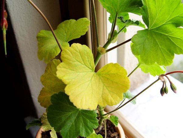 Geranium blader blir gule av flere grunner. Vi vil forstå dem!