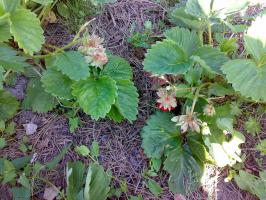 Ti folk rettsmidler som bekjemper snegler og andre skadedyr i avling av jordbær. effektive metoder