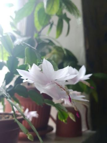 Så min hvit-rosa Decembrist blomstret i fjor