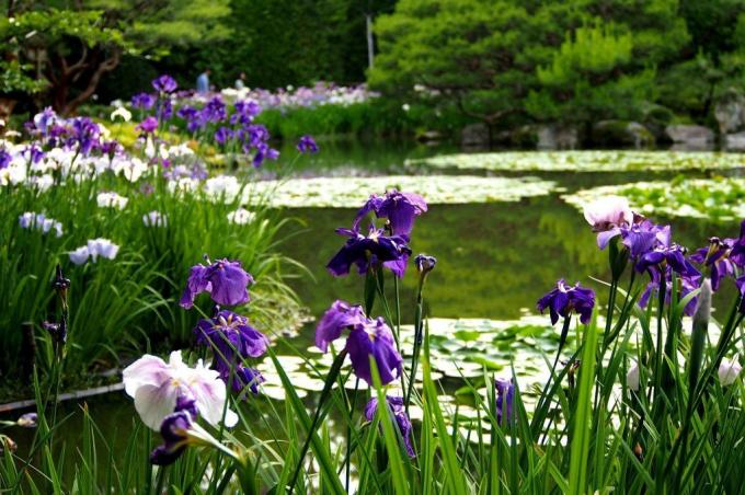 Vakkert landskap design med iris