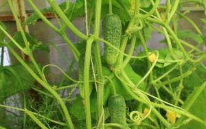 Besparende agurker fra gulning: riktig landbruks