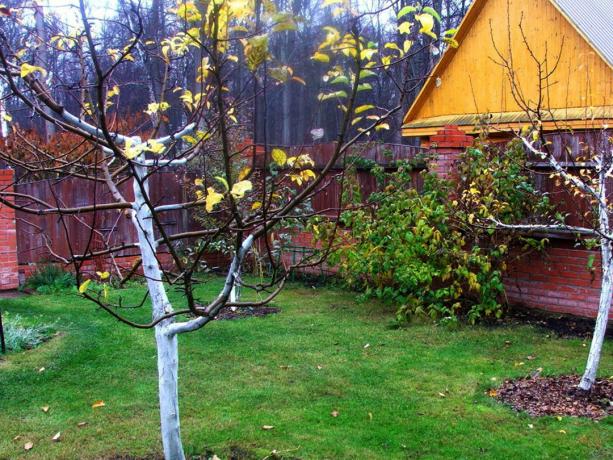 Autumn Garden på dacha. Bilder (dachaa.ru)