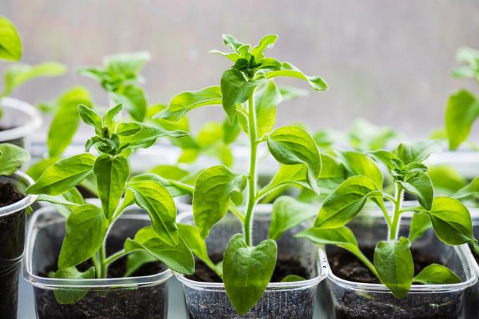 Du kan bruke hendig verktøy for voksende planter