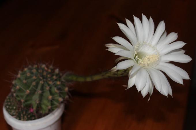 Blomstrende kaktus hjemme