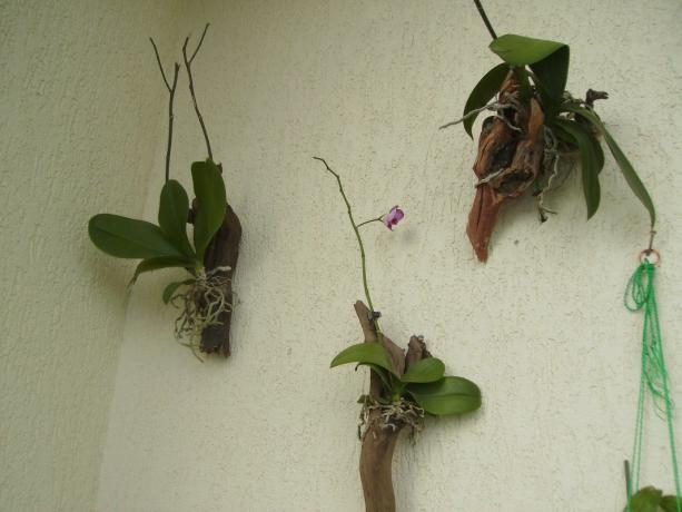 Orkideer i blokk - en Fremgangsmåte for å dyrke Phalaenopsis, så nær som mulig til naturlige forhold. Ja, det ser rart ut, men det er hvordan innendørs blomst vokser i tropene!