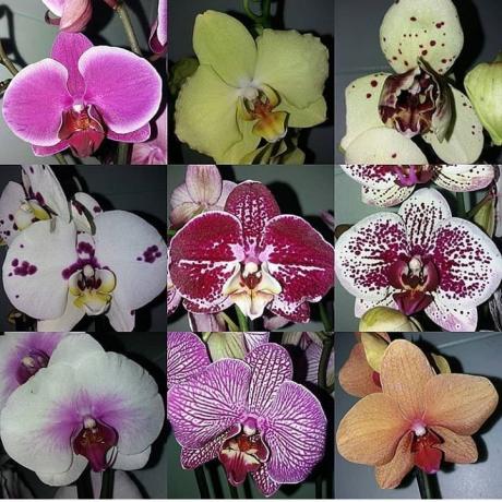 Mangfoldet av Phalaenopsis