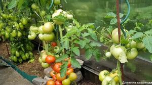 Feil som fører til en liten avling av tomater