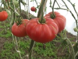 Famous Minusinsk tomat. Varianter som er tid testet