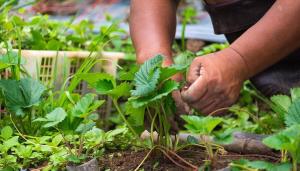 Foredling og gjødsling jordbær i august: busker og avling helse er i våre hender