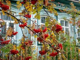 Oh, Mother Russia: 6 planter til hagen med de nasjonale farger