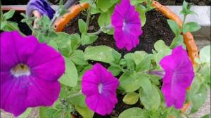 Petunias gjødslings under blomstring. Finesser og funksjoner