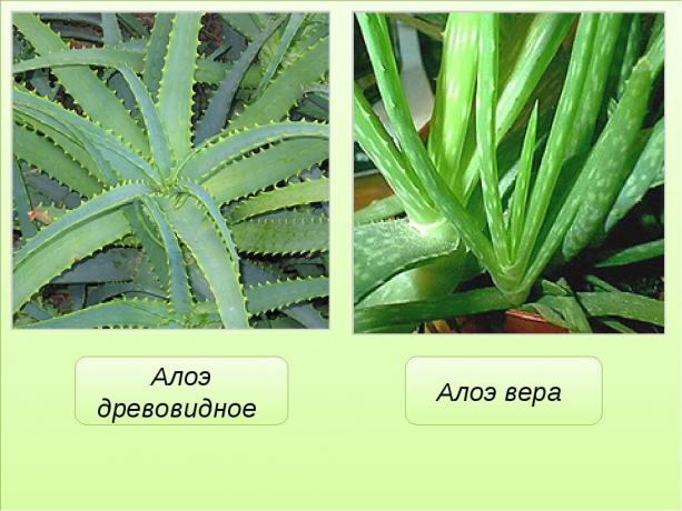 Åpenbar forskjell aloe vera (agave) og aloe vera. Vis: https://mtdata.ru/u17/photo291F/20383075778-0/original.jpg
