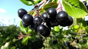 Chokeberry Aronia - nyttige egenskaper, planting, omsorg