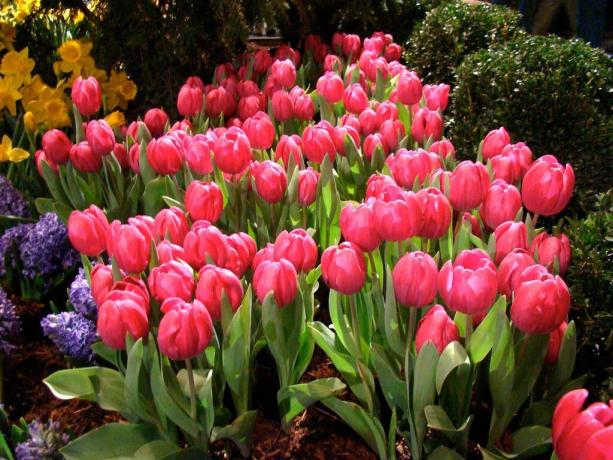 Tulipaner pleie og omsorg må ikke mindre enn de andre plantene i hagen
