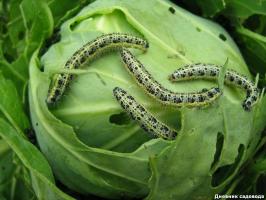 Dersom larvene vil spise kål, bør du vurdere disse tipsene!