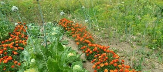 Marigolds i hagen frastøter de fleste skadedyr! (Pp.userapi.com)