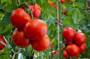 Fire feil når dyrket tomater, som resulterer i en liten avkastning
