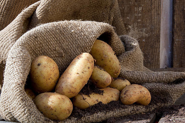 Strie perfekt hjelper potetene lagres uten tap