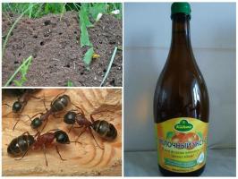 Tre av de mest effektive måtene å bekjempe maurene
