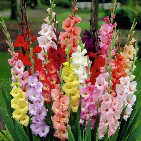 Mangfoldet av farger av Gladiolus
