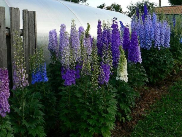 Delphinium