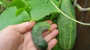 6 topp problemer i dyrking av agurker i hagen. Og bestemmer seg for å få en god høst!