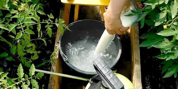 Gjødsling agurk melk gir oppsiktsvekkende resultater (samozvetik.ru)