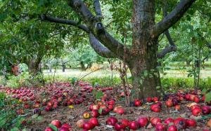 Forklaringen på hvorfor epletreet bærer frukt i et år