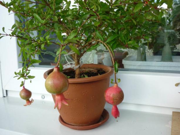 Pomegranate på en vinduskarm. Bilde for artikkelen er hentet fra internett