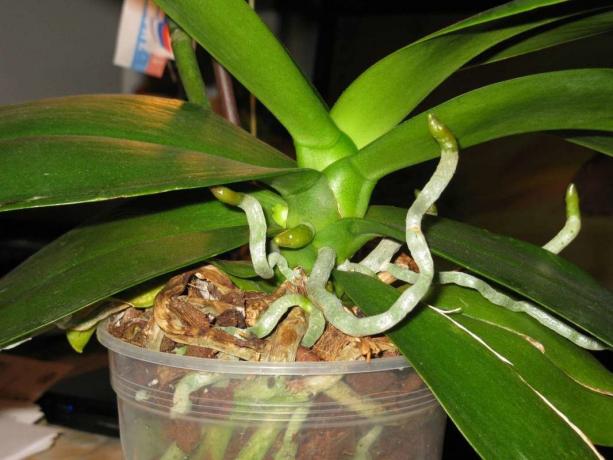 Antenne røtter vokse orkideer levetid Phalaenopsis