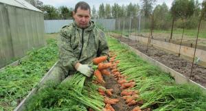 Hvordan plante gulrøtter for vinteren for tidlig innhøsting