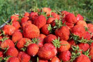Hvordan skal ta vare på jordbær under fruiting