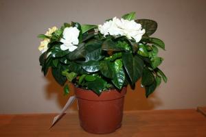 Spissfindigheter voksende Gardenia. Tips for nybegynnere