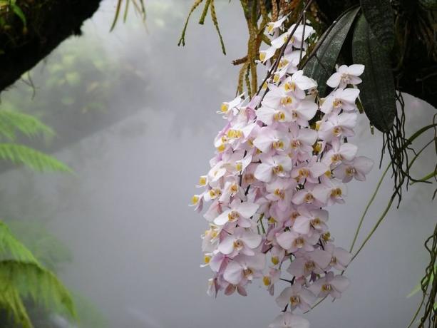 Phalaenopsis orkide i naturen. Bilde for artikkelen, tok jeg til Internett