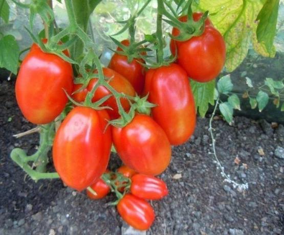 Fruktene av tomater