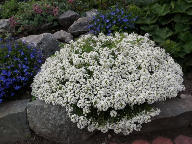 alyssum