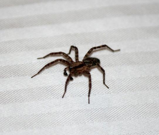 Tegn på edderkopper i leiligheten | ZikZak
