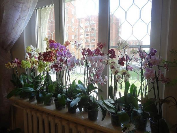 Kor blomstring Phalaenopsis