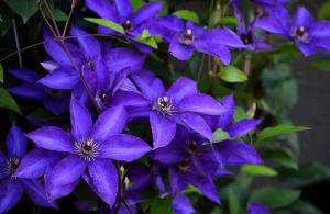 Utrolig vakker Clematis. 5 viktige tips for en frodig blomstring