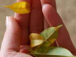 Hvorfor Ficus Benjamin gulning og hvordan du kan hjelpe en vakker plante