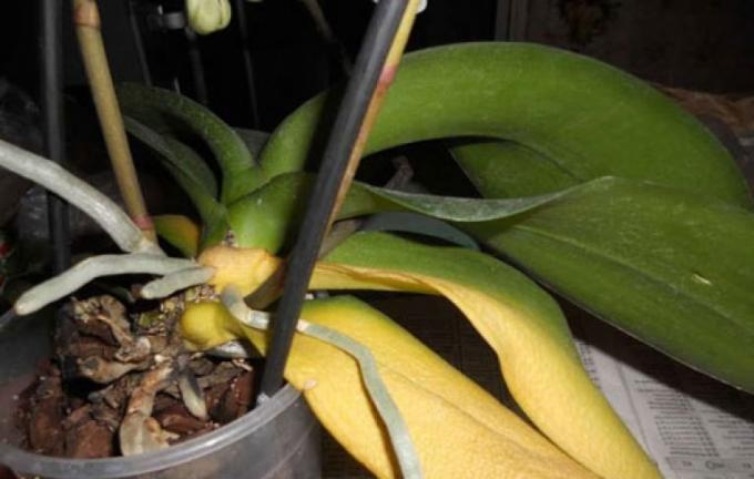 Hvis du har mistet alle sine blader, vil du ikke overleve selv Phalaenopsis!