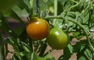 Mirakel anordning for generering av tomat frukt søte