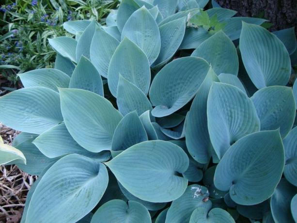 Variety vertene med blå-blå-grå blader Halcyon (foto: https://garden.org/)