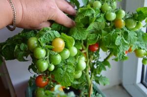 Tomater hele året fem av de beste variantene for vinduet