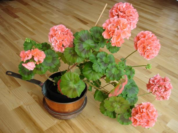 Dette geranium har lenge beskjæring! (Koffkindom.ru)