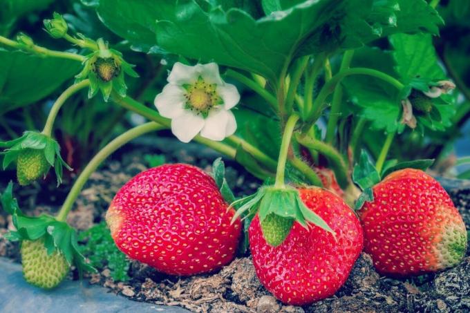 Hvordan gjødsle jordbær? 4 folks måte | ZikZak