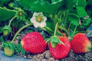 4 Folks heroisk gjødsel for å vokse jordbær